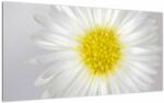 Mivali Tablou pe sticlă - Margarita, dintr-o bucată 100x50 cm pe sticlă (V021507V10050GD)