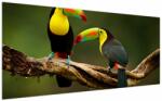 Mivali Tablou tucani sezând , Costa Rica, dintr-o bucată 200x100 cm (V021775V200100)