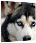 Mivali Tablou pe sticlă cu câinele husky, dintr-o bucată 40x40 cm pe sticlă (V020526V4040GD)