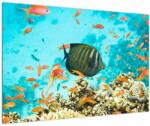 Mivali Tablou lumii submarine, dintr-o bucată 90x60 cm (V022109V9060)