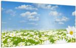 Mivali Tablou pe sticlă cu luncă înflorită cu margarete, dintr-o bucată 100x50 cm pe sticlă (V021906V10050GD)