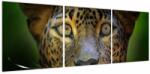 Mivali Tablou - Portretul leoparduslui, Sri Lanka (V021762V12040)