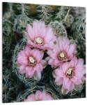 Mivali Tablou floare de cactus, dintr-o bucată 40x40 cm (V021594V4040)