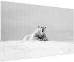 Mivali Tablou - Urs polar, alb-negru, dintr-o bucată 150x100 cm (V024131V150100)