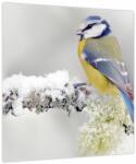 Mivali Tablou - Pițigoi, dintr-o bucată 40x40 cm (V023867V4040)