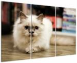 Mivali Tablou cu pisica albăr, din trei bucăți 120x80 cm (V021124V120803PCS)