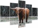 Mivali Tablou - Vacă scoțiană 2, din cinci bucăți 150x105 cm (V023931V150105)