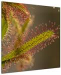 Mivali Tablou cu plantă, dintr-o bucată 70x70 cm (V020984V7070)