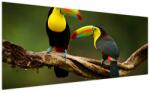 Mivali Tablou tucani sezând , Costa Rica, dintr-o bucată 250x125 cm (V021775V250125)