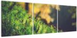 Mivali Tablou - Ciupercă și muschi, din trei bucăți 120x40 cm (V022574V12040)