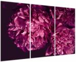 Mivali Tablou - Floarea bujorului, din trei bucăți 120x80 cm (V023999V120803PCS)