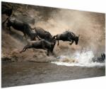Mivali Tablou - Turmă de gnu, dintr-o bucată 150x100 cm (V023703V150100)