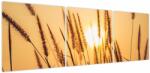 Mivali Tablou - Iarbă la soare, din trei bucăți 150x50 cm (V023922V15050)