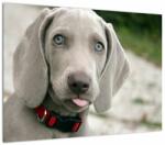Mivali Tablou - cățeluș weimaraner, dintr-o bucată 70x50 cm (V020570V7050)