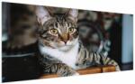 Mivali Tablou cu pisica, dintr-o bucată 200x100 cm (V020889V200100)