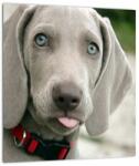 Mivali Tablou pe sticlă - cățeluș weimaraner, dintr-o bucată 30x30 cm pe sticlă (V020570V3030GD)