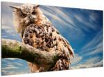 Mivali Tablou cu bufnița, dintr-o bucată 120x70 cm (V020575V12070)