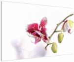 Mivali Tablou cu floarea de orhidee, dintr-o bucată 120x80 cm (V021552V12080)