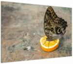 Mivali Tablou cu fluturi, dintr-o bucată 100x70 cm (V020454V10070)