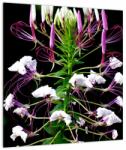 Mivali Tablou pe sticlă cu floare, dintr-o bucată 40x40 cm pe sticlă (V021256V4040GD)
