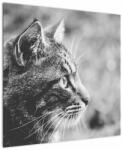 Mivali Tablou - Pisica, dintr-o bucată 70x70 cm (V022727V7070)