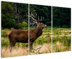 Mivali Tablou cu cerb, din trei bucăți 120x80 cm (V021197V120803PCS)