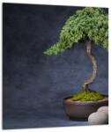 Mivali Tablou - Bonsai, dintr-o bucată 30x30 cm (V022509V3030)