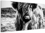Mivali Tablou - Highland - vacă scoțiană, dintr-o bucată 120x70 cm (V023574V12070)