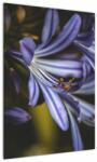 Mivali Tablou - Lila, dintr-o bucată 50x70 cm (V021731V5070)
