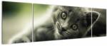 Mivali Tablou cu pisicuța, din trei bucăți 170x50 cm (V020957V17050)