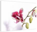 Mivali Tablou pe sticlă cu floarea de orhidee, dintr-o bucată 70x50 cm pe sticlă (V021552V7050GD)