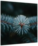 Mivali Tablou -Crenguțe ale unui conifer, dintr-o bucată 50x50 cm (V022700V5050)