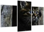 Mivali Tablou cu pisicuța, din trei bucăți 90x60 cm (V020637V90603PCS)