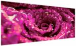 Mivali Tabloul cu floarea trandafirului roz, dintr-o bucată 250x125 cm (V020056V250125)