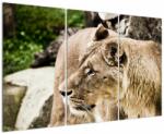 Mivali Tablou cu leoaică, din trei bucăți 120x80 cm (V020881V120803PCS)