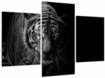 Mivali Tablou - Tigru sălbatic, din trei bucăți 90x60 cm (V023059V90603PCS)