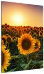 Mivali Tablou - Floarea soarelui, dintr-o bucată 50x70 cm (V022507V5070)