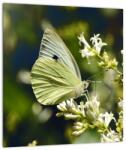 Mivali Tablou cu fluture, dintr-o bucată 30x30 cm (V021360V3030)