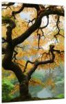 Mivali Tablou - Arțarul japonez galben, Portland, Oregon, dintr-o bucată 30x40 cm (V023676V3040)