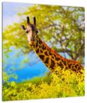 Mivali Tablou pe sticlă - Girafa în Africa, dintr-o bucată 40x40 cm pe sticlă (V023370V4040GD)
