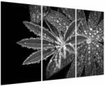 Mivali Tablou - Frunze cu picături, din trei bucăți 120x80 cm (V023734V120803PCS)