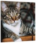 Mivali Tablou cu pisica, dintr-o bucată 30x30 cm (V020889V3030)