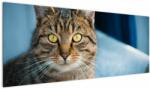 Mivali Tablou - Pisica domestică, dintr-o bucată 145x58 cm (V021323V14558)