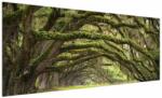 Mivali Tablou - Oaks Avenue, Charleston, Carolina de Sud, SUA, dintr-o bucată 250x125 cm (V023285V250125)