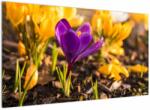 Mivali Tablou cu floare violetă, dintr-o bucată 120x70 cm (V020341V12070)