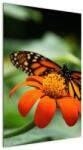 Mivali Tablou cu fluture pe floare, dintr-o bucată 60x90 cm (V021244V6090)