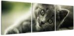 Mivali Tablou cu pisicuța, din trei bucăți 120x40 cm (V020957V12040)