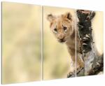 Mivali Tablou cu pui de leu, din trei bucăți 120x80 cm (V020690V120803PCS)