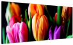 Mivali Tablou -Lalele pe fond negru, dintr-o bucată 100x40 cm (V022664V10040)