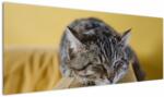 Mivali Tablou cu pisica pe fotoliu, dintr-o bucată 145x58 cm (V021340V14558)
